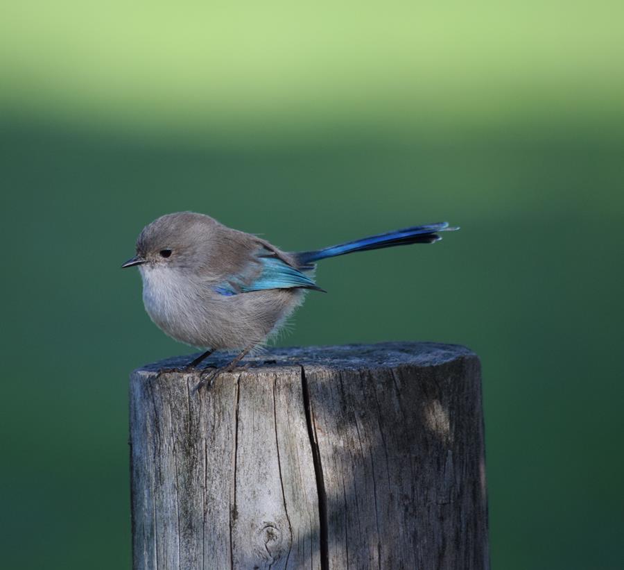 Wren fairy - -007.JPG